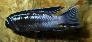 Pseudotropheus interruptus 'Machili Island'